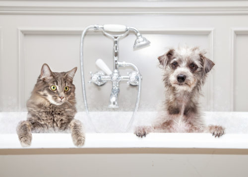 Pet Grooming Service From Pet Sitting Diary