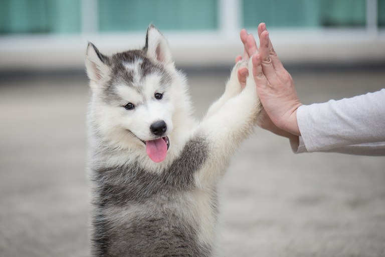 Puppy training helps build a solid and harmonious relationship between dog owner and the dog since it's young.