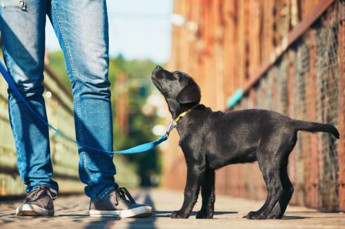 You will learn how to guide your dog to behave desirably in this dog obedience training course.