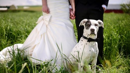 Wedding Pet Care Service